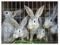 О нарушениях на кролиководческой ферме в Коломенском районе