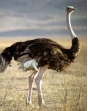 Нарушения ветеринарного законодательства выявлены на подмосковном птицеводческом комплексе по разведению страусов