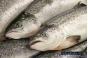 Отсутствие необходимых документов задержало на подмосковном СВХ более 35 тонн лосося с Фарерских островов