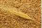 Более 261 тонны зерна ржи поступило на Тульское предприятие с нарушениями требований Технического регламента
