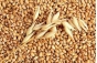 Дело о нарушениях требований техрегламента на зерно, вскрывшихся в ходе проверки тульского хлебоприемного предприятия, передано в суд