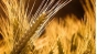О нарушениях техрегламента на зерно, выявленных проверками трех тульских компаний