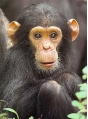 Партия приматов, поступившая в столичный аэропорт без документов, возвращена в Тайланд