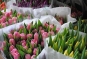О предотвращении ввоза зараженной карантинными вредителями цветочной продукции