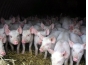 По поручению Правительства проведена проверка свиноводческого хозяйства в Истринском районе