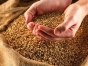 Подмосковная организация не известила о прибытии более 685 тонн пшеницы из Воронежской области