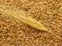 За нарушения при реализации зерна пшеницы привлечена к ответственности подмосковная организация