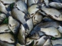 О причинах приостановления оформления партии рыбы охлажденной из Туниса