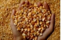 За нарушения при отправке более 456 тонн кукурузы привлечен к ответственности поставщик сельхозпродукции 