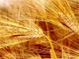 Об ответственности за неизвещение о поступлении на столичное мукомольное предприятие более 1092 тонн пшеницы 
