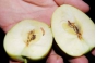 В прибывшей из Узбекистана партии яблок обнаружена восточная плодожорка
