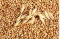 О проверке тульского сельхозпредприятия, выявившей факт реализации зерна с нарушениями техрегламента