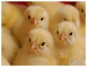 О причинах задержания оформления трёх тысяч суточных цыплят из Нидерландов
