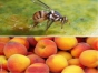 В прибывших персиках из Вьетнама обнаружена восточная фруктовая муха