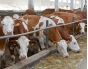 О выявлении нарушений на молочно-товарных фермах в Сергиево-Посадском районе