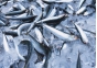 О причинах приостановления оформления экспорта замороженной рыбы в количестве около 20 тонн