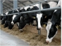 О проверке с отбором проб поднадзорной продукции на молочно-товарных фермах в Сергиево-Посадском районе