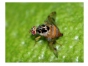 О предотвращении попытки ввоза плодов сливы, зараженных восточной фруктовой мухой