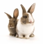 О причинах задержания оформления кроликов, прибывших из Франции