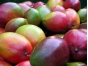 В прибывших плодах манго из Сингапура обнаружена восточная фруктовая муха