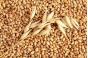 О проведении закладки урожая пшеницы в интервенционный фонд