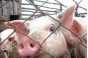 О вспышках африканской чумы свиней на территории Пензенской области и Республики Крым