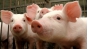 Информируем о новой вспышке африканской чумы свиней на территории Республики Крым