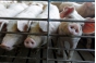 О вспышках африканской чумы свиней на территории Рязанской области