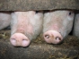 Информируем о вспышке африканской чумы свиней на территории Республики Крым