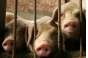 О вспышках африканской чумы свиней на территории Рязанской области 