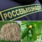 О нарушениях порядка ввоза на территорию Российской Федерации семян огурца из Индии