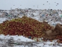  Об  уничтожении более 21 тонны польских яблок, запрещенных к ввозу на территорию Российской Федерации в г. Тула