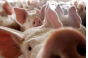 О вспышках африканской чумы свиней на территории Луховицкого муниципального района Московской области