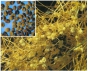 О предотвращении ввоза семян зиры, зараженных карантинным вредным организмом