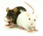 О причинах возврата отправителю партии мышей лабораторных, поступивших из Бельгии
