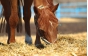 О выявлении ГМО в кормовой добавке растительного происхождения для лошадей