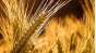 О выявлении в Московской области  живых энтомологических объектов в 330 тоннах пшеницы