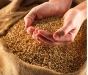 О заражении зерна живыми энтомологическими объектами