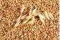 О выявлении энтомологических объектов в пшенице в Тульской области 