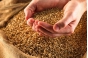 О выявлении нарушений правил хранения зерна  в Московской области