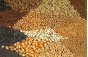 О нарушении правил хранения более 2 тыс. тонн зерна в Тульской области 