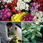 Об обнаружении карантинного заболевания в срезах цветов хризантем, происхождением Испания
