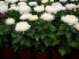 Об обнаружении западного цветочного трипса в партии горшечных растений хризантем, происхождением Нидерланды