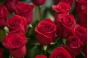 О выявлении карантинного для РФ объекта в срезах цветов роз, происхождением Кения 