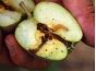 О предотвращении ввоза плодов яблок свежих, зараженных карантинным для РФ объектом