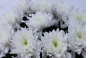 Об обнаружении западного (калифорнийского) цветочного трипса в срезах цветов хризантем, происхождением Испания