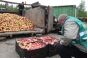 Уничтожение 58,5 тонн польских яблок, запрещенных к поставкам на территорию Российской Федерации