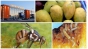 О предотвращении ввоза плодов манго, зараженных карантинным для РФ объектом