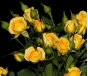 О выявлении карантинного для РФ объекта в срезах цветов роз, происхождением Кения   