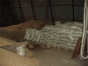 О выявлении энтомологического объекта в 47 тоннах зерна пшеницы в Тульской области